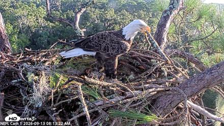 NE Florida Eagles Live Webcam - Sep 13, 2026, 8:15am EDT