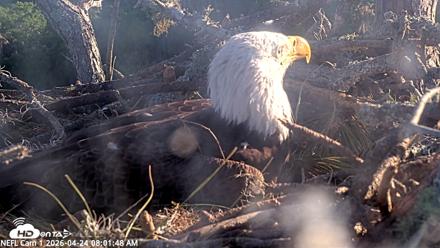NE Florida Eagles Live Webcam - Apr 24, 2026, 8:02am EDT