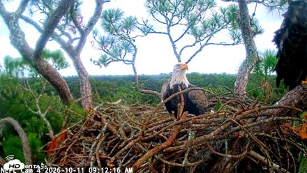 NE Florida Eagles Live Webcam - Oct 11, 2026, 9:13am EDT
