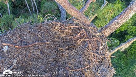 NE Florida Eagles Live Webcam - Apr 11, 2026, 7:37am EDT