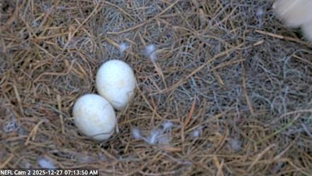 NE Florida Eagles Live Webcam - Dec 27, 2025, 7:14am EST