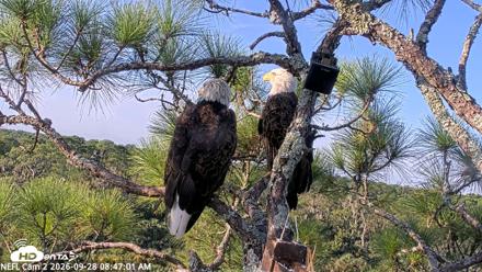 NE Florida Eagles Live Webcam - Sep 28, 2026, 8:47am EDT