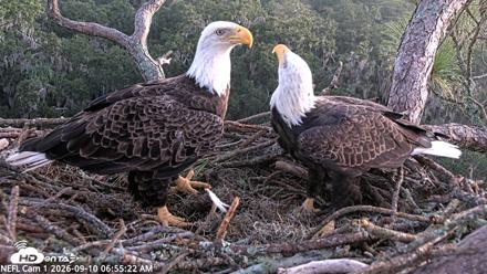 NE Florida Eagles Live Webcam - Sep 10, 2026, 6:56am EDT