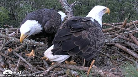 NE Florida Eagles Live Webcam - Sep 11, 2026, 7:40pm EDT