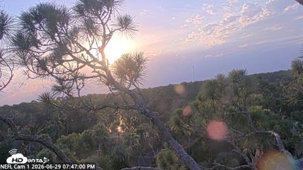 NE Florida Eagles Live Webcam - Jun 29, 2026, 7:48pm EDT