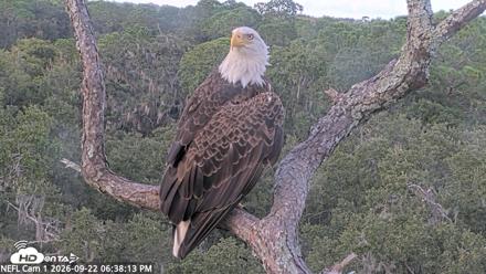 NE Florida Eagles Live Webcam - Sep 22, 2026, 6:39pm EDT