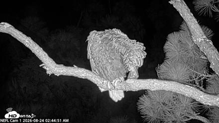 NE Florida Eagles Live Webcam - Aug 24, 2026, 2:45am EDT