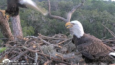 NE Florida Eagles Live Webcam - Sep 30, 2026, 7:17am EDT
