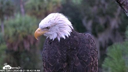 NE Florida Eagles Live Webcam - Aug 21, 2026, 6:43am EDT