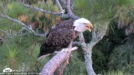 NE Florida Eagles Live Webcam - Sep 2, 2026, 7:08am EDT