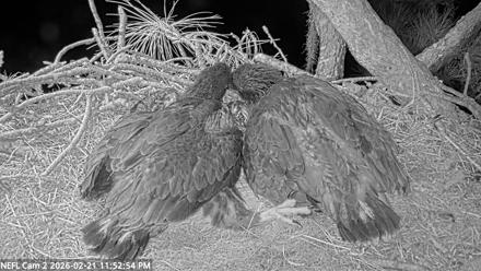 NE Florida Eagles Live Webcam - Feb 21, 2026, 11:53pm EST