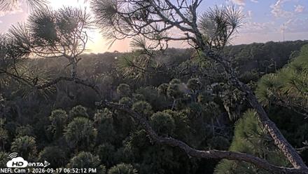 NE Florida Eagles Live Webcam - Sep 17, 2026, 6:53pm EDT
