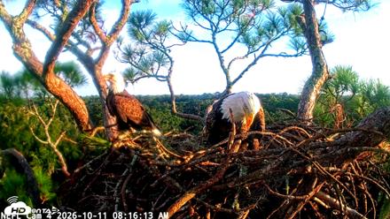 NE Florida Eagles Live Webcam - Oct 11, 2026, 8:17am EDT