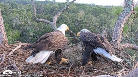 NE Florida Eagles Live Webcam - Sep 4, 2026, 7:30am EDT