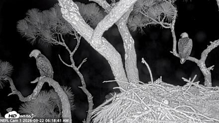 NE Florida Eagles Live Webcam - Sep 22, 2026, 6:20am EDT