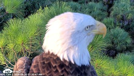 NE Florida Eagles Live Webcam - Aug 30, 2026, 7:31am EDT