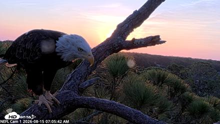NE Florida Eagles Live Webcam - Aug 15, 2026, 7:06am EDT