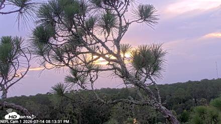 NE Florida Eagles Live Webcam - Jul 14, 2026, 8:14pm EDT