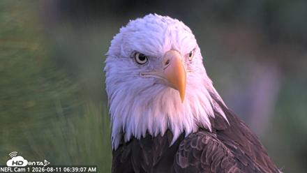 NE Florida Eagles Live Webcam - Aug 11, 2026, 6:40am EDT