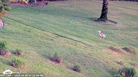 NE Florida Eagles Live Webcam - Apr 30, 2026, 7:23pm EDT
