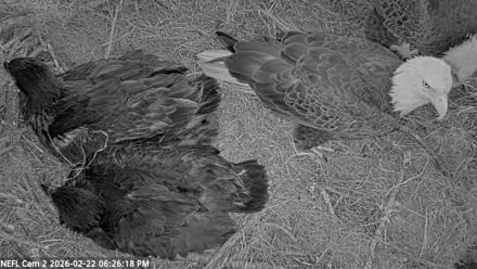 NE Florida Eagles Live Webcam - Feb 22, 2026, 6:26pm EST