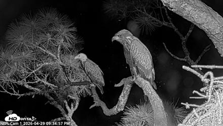 NE Florida Eagles Live Webcam - Apr 29, 2026, 9:36pm EDT