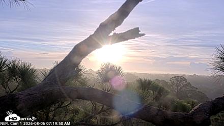NE Florida Eagles Live Webcam - Aug 6, 2026, 7:21am EDT