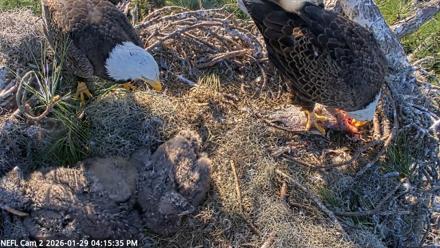 NE Florida Eagles Live Webcam - Jan 29, 2026, 4:16pm EST