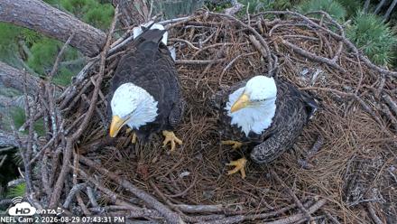 NE Florida Eagles Live Webcam - Aug 29, 2026, 7:44pm EDT