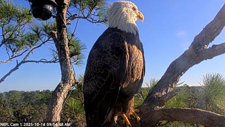 NE Florida Eagles Live Webcam - Oct 14, 2025, 9:05am EDT