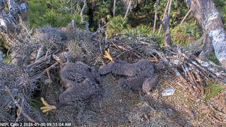 NE Florida Eagles Live Webcam - Jan 30, 2026, 9:55am EST