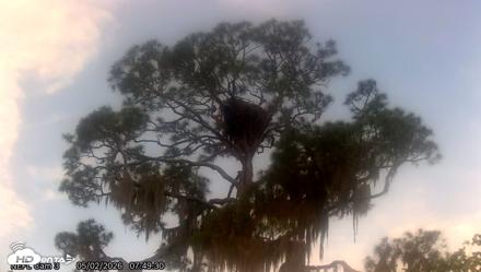 NE Florida Eagles Live Webcam - May 2, 2026, 7:52am EDT