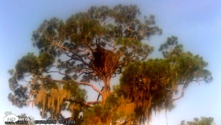 NE Florida Eagles Live Webcam - Jul 9, 2026, 7:34am EDT