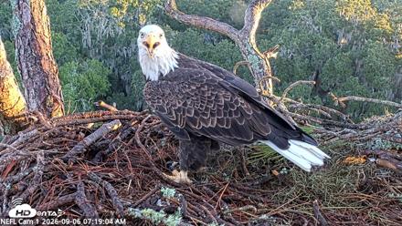 NE Florida Eagles Live Webcam - Sep 6, 2026, 7:19am EDT