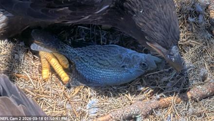 NE Florida Eagles Live Webcam - Mar 18, 2026, 1:51pm EDT