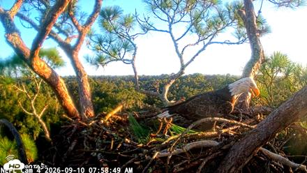 NE Florida Eagles Live Webcam - Sep 10, 2026, 7:59am EDT