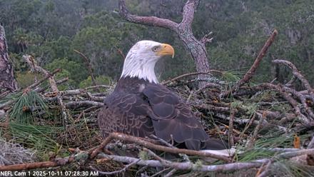 NE Florida Eagles Live Webcam - Oct 11, 2025, 7:29am EDT