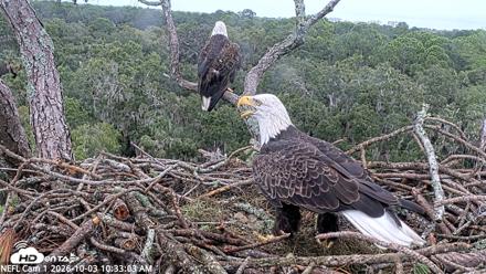 NE Florida Eagles Live Webcam - Oct 3, 2026, 10:33am EDT