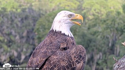 NE Florida Eagles Live Webcam - Sep 13, 2026, 2:34pm EDT