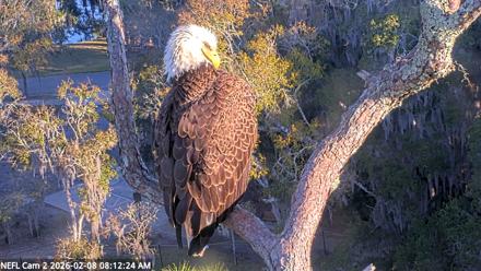 NE Florida Eagles Live Webcam - Feb 8, 2026, 8:13am EST