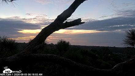 NE Florida Eagles Live Webcam - Aug 5, 2026, 6:19am EDT