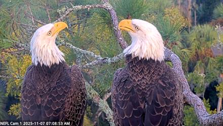 NE Florida Eagles Live Webcam - Nov 7, 2025, 7:09am EST