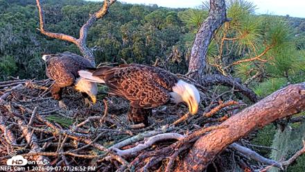 NE Florida Eagles Live Webcam - Sep 7, 2026, 7:27pm EDT