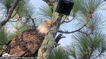 NE Florida Eagles Live Webcam - Sep 7, 2026, 8:04am EDT