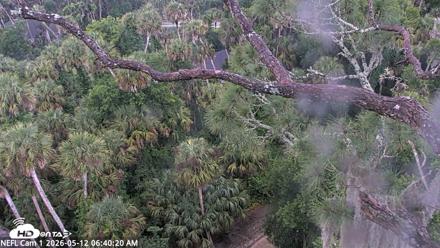 NE Florida Eagles Live Webcam - May 12, 2026, 6:41am EDT
