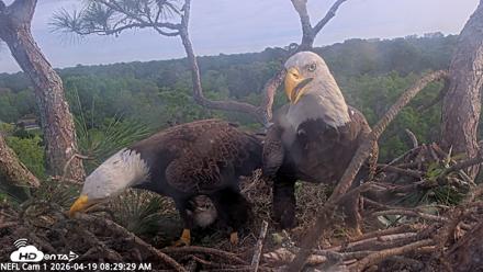 NE Florida Eagles Live Webcam - Apr 19, 2026, 8:31am EDT