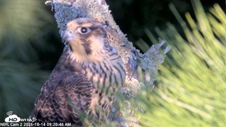 NE Florida Eagles Live Webcam - Oct 14, 2026, 9:21am EDT