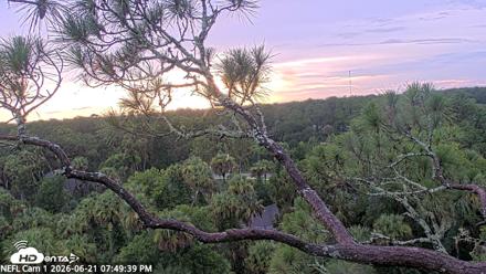 NE Florida Eagles Live Webcam - Jun 21, 2026, 7:50pm EDT