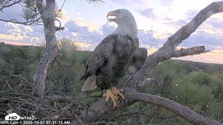 NE Florida Eagles Live Webcam - Oct 1, 2026, 7:32am EDT