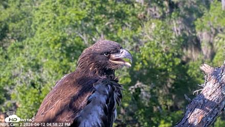 NE Florida Eagles Live Webcam - Apr 12, 2026, 4:59pm EDT
